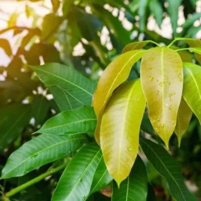 Mango Leaf Peptide